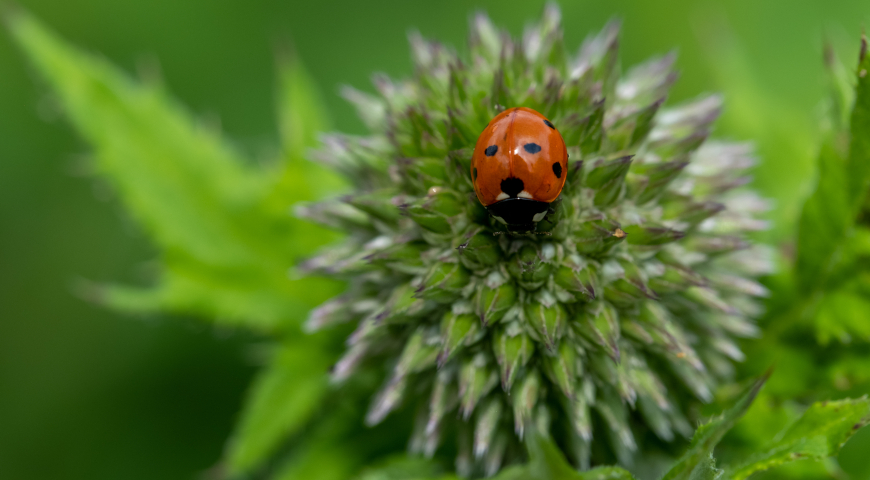 Мордовник банатский (Echinops bannaticus) 