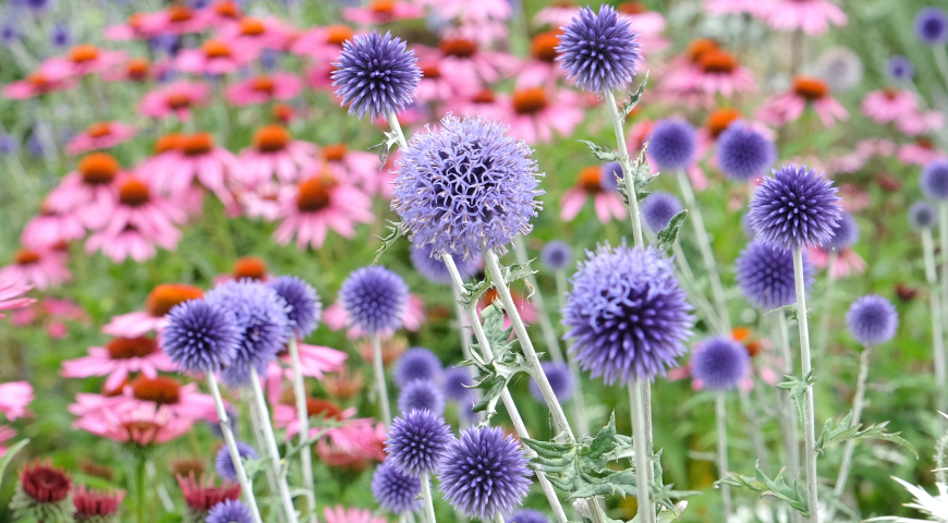 Мордовник обыкновенный (Echinops ritro) Veitch's Blue и эхинацея