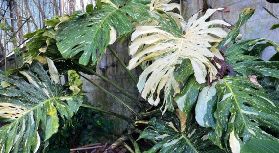 Монстера деликатесная (Monstera Deliciosa)Thai Constellation