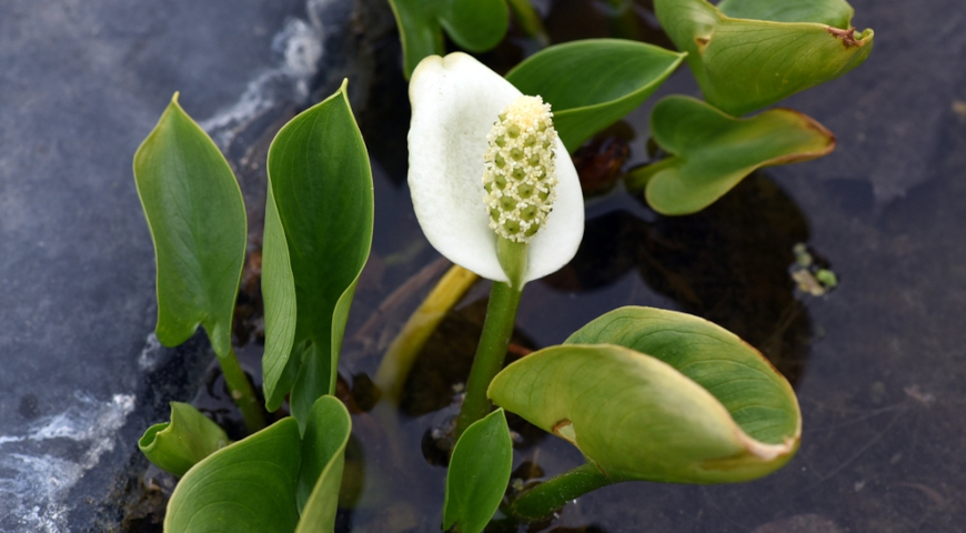 Калла болотная (Calla palustris)