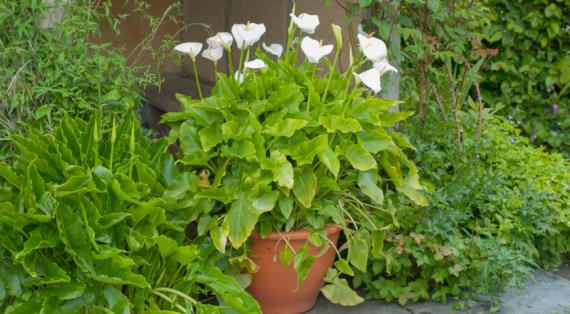 Зантедеския эфиопская (Zantedeschia aethiopica)