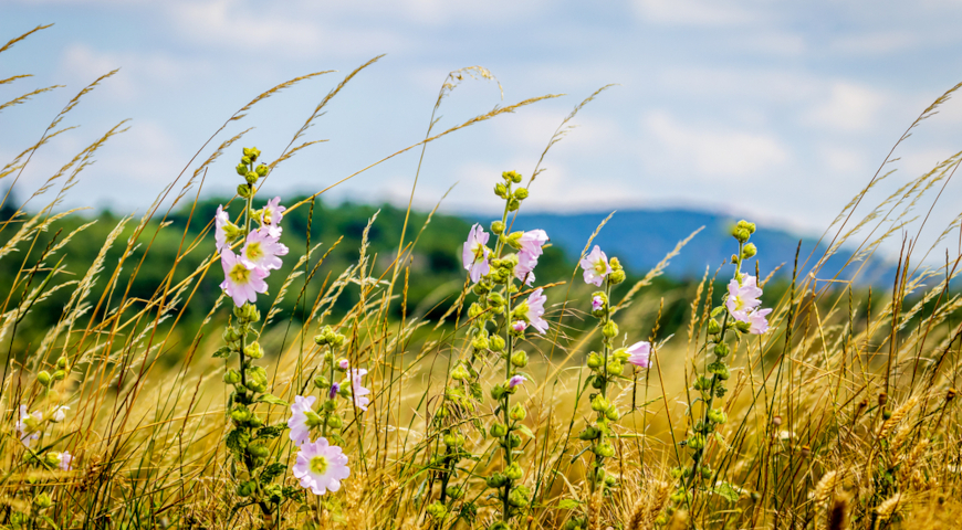 Алтей лекарственный (Althaea officinalis)