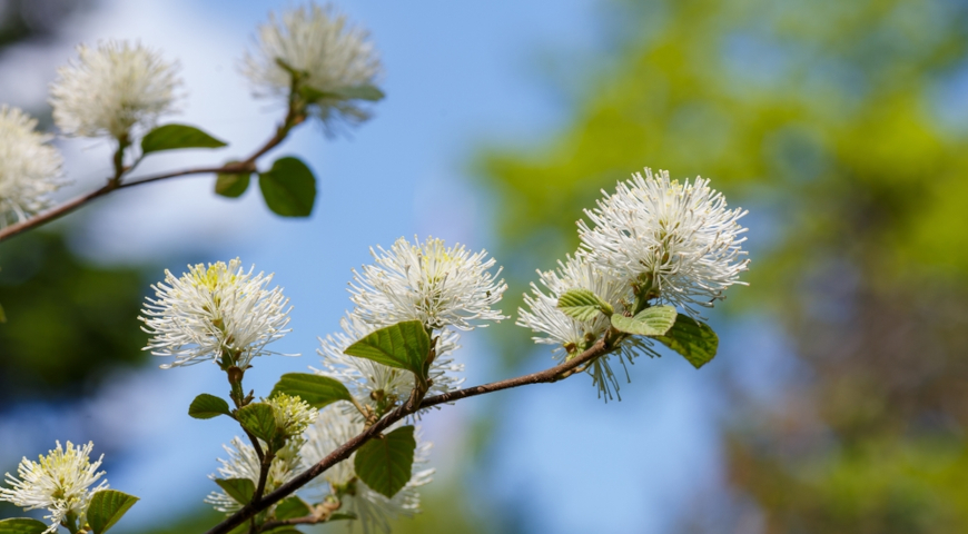 Фотергилла крупная (Fothergilla major)