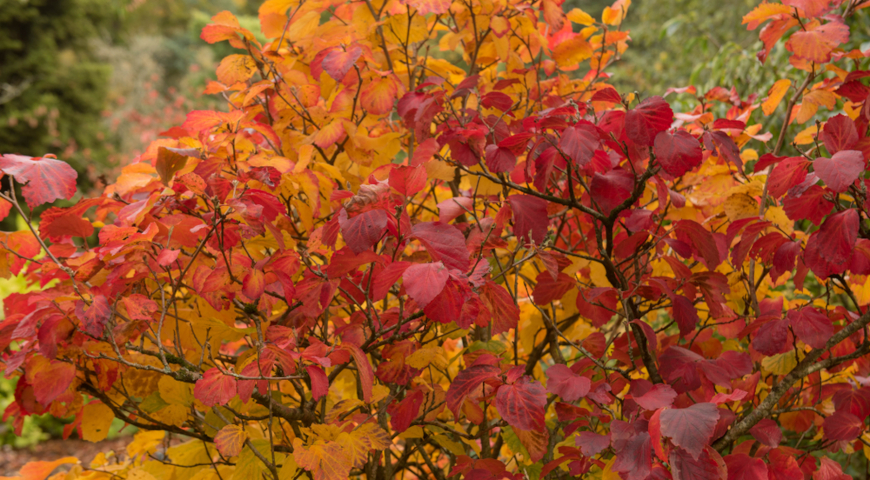 Фотергилла крупная (Fothergilla major)