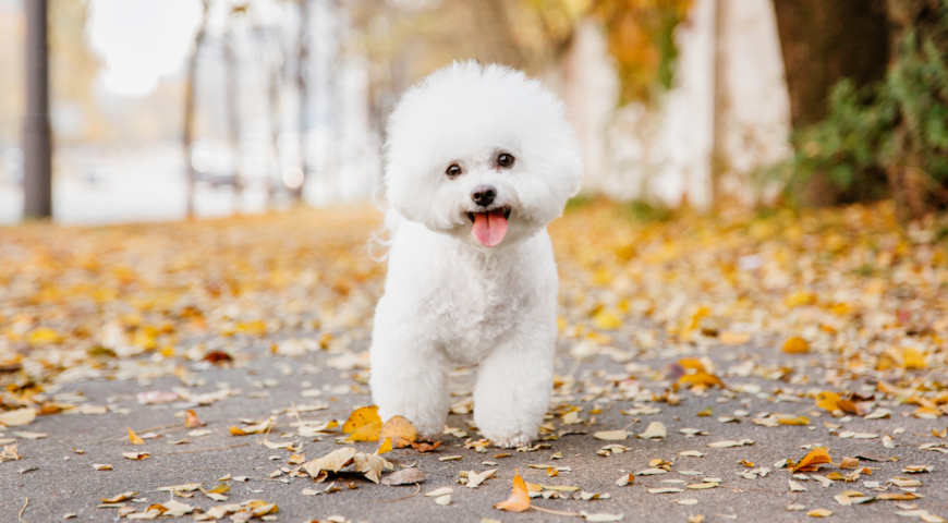 Породы собак, которые не пахнут псиной, Бишон фризе (Bichon Frise)