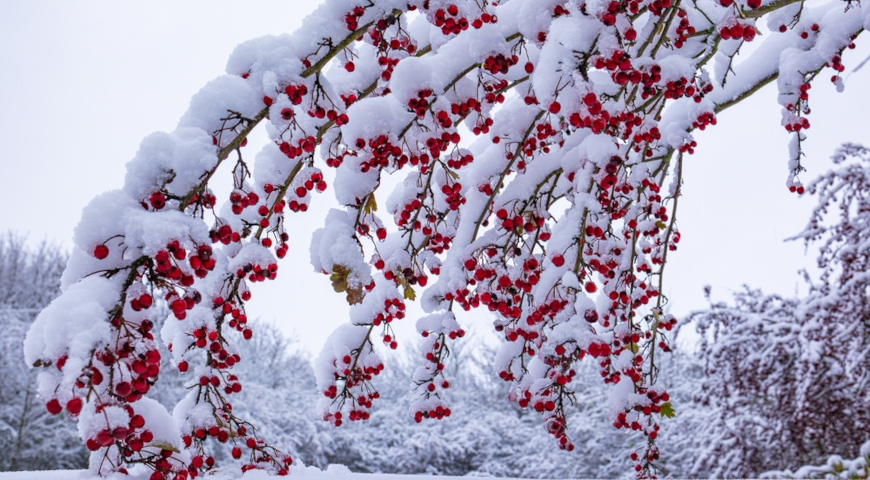 Боярышник обыкновенный (Crataegus monogyna) зимой