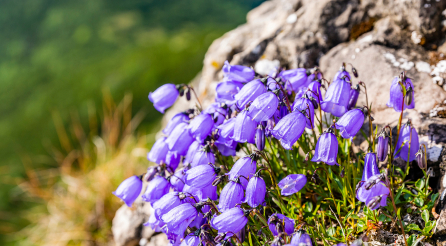 Колокольчик ложечницелистный (Campanula cochleariifolia)