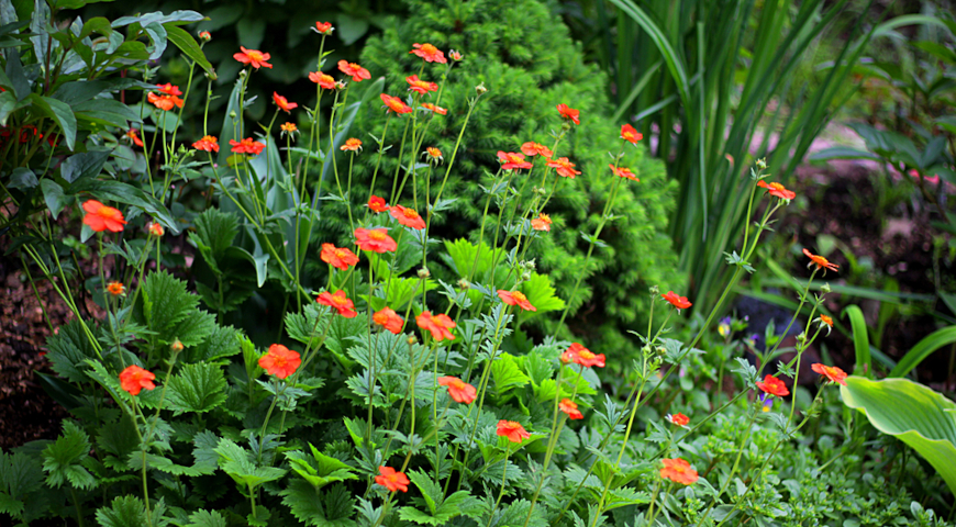 Гравилат чилийский (Geum chiloense, Geum quellyon)